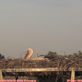 19_50-mast.jpg