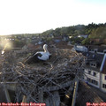 19_50-nest.jpg