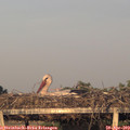 19_55-mast.jpg