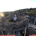 19_55-nest.jpg