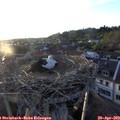 20_00-nest.jpg