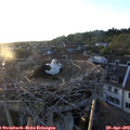 20_05-nest.jpg