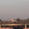 20_10-mast.jpg