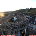 20_10-nest.jpg