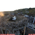 20_15-nest.jpg