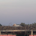 20_20-mast.jpg