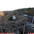 20_20-nest.jpg