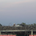 20_25-mast.jpg