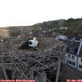20_25-nest.jpg