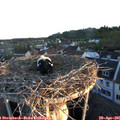 06_15-nest.jpg