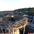 06_20-nest.jpg