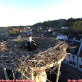 06_25-nest.jpg