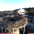 06_30-nest.jpg