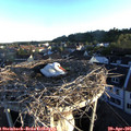 06_35-nest.jpg