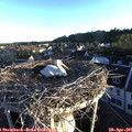 06_40-nest.jpg