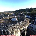 06_45-nest.jpg