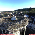 06_55-nest.jpg