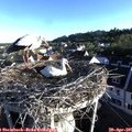 07_10-nest.jpg