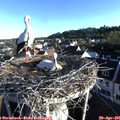 07_15-nest.jpg