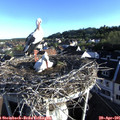 07_20-nest.jpg