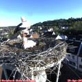 07_25-nest.jpg