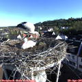 07_35-nest.jpg