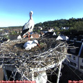 07_40-nest.jpg