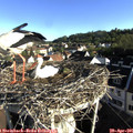 07_45-nest.jpg