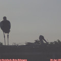 07_50-mast.jpg