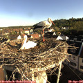 07_50-nest.jpg