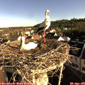 07_55-nest.jpg