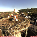 08_10-nest.jpg