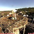 08_15-nest.jpg