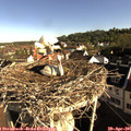 08_20-nest.jpg