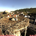 08_25-nest.jpg