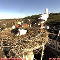 08_30-nest.jpg