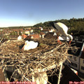 08_35-nest.jpg