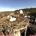 08_45-nest.jpg