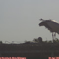 08_50-mast.jpg