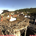 08_50-nest.jpg