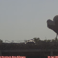 09_00-mast.jpg