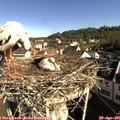 09_00-nest.jpg