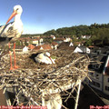 09_05-nest.jpg
