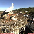 09_10-nest.jpg