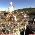 09_15-nest.jpg