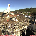 09_20-nest.jpg