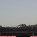 09_25-mast.jpg