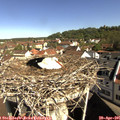 09_45-nest.jpg