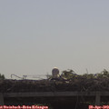 10_00-mast.jpg