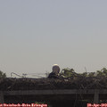 10_10-mast.jpg